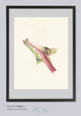 RHUBARB BY ERIKA MORGANA SANZENI PRINTS AND POSTER
