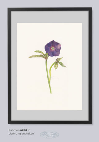 HELLEBORE FLOWER BY ERIKA MORGANA SANZENI